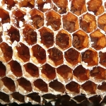 Bienenwabe, (c) Andrea Kamphuis Bienenwabe