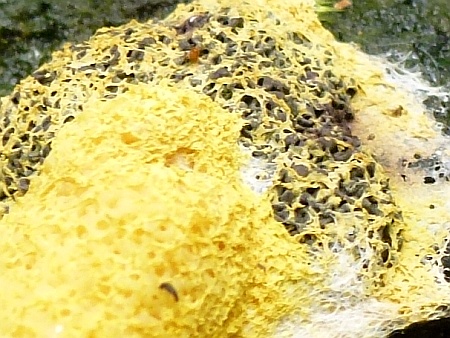 Fuligo septica, Detail; (c) Andrea Kamphuis Gelbe Lohblüte im Spätstadium