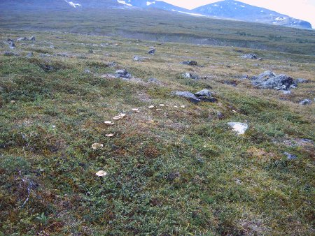 Hexenring in Abisko, (c) Stephan Matthiesen Hexenring in Abisko, (c) Stephan Matthiesen