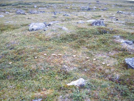 Hexenring, (c) Stephan Matthiesen Hexenring, (c) Stephan Matthiesen