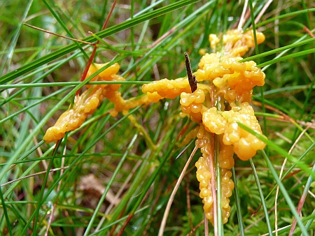 Mucilago crustacea, (c) Andrea Kamphuis Schleimpilz in Schweden