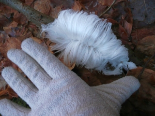 Haareis mit einer Hand, (c) Andrea Kamphuis Haareis mit Maßstab