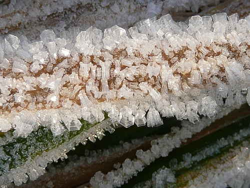 Raureif mit Eisplättchen, (c) Andrea Kamphuis Raureif