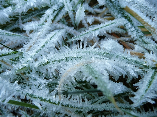 Raureif auf Gras, (c) Andrea Kamphuis Raureif