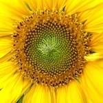 Sonnenblume, (c) Andrea Kamphuis Sonnenblume
