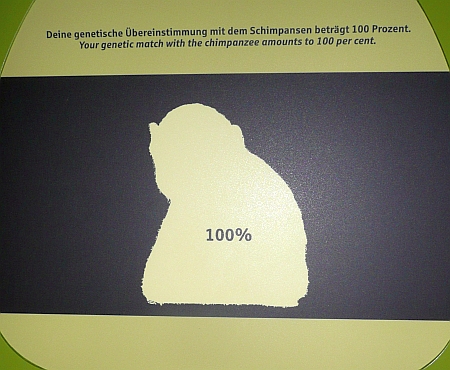 Odysseum: Schimpanse = Mensch? (c) Andrea Kamphuis Odysseum: Schimpanse = Mensch?