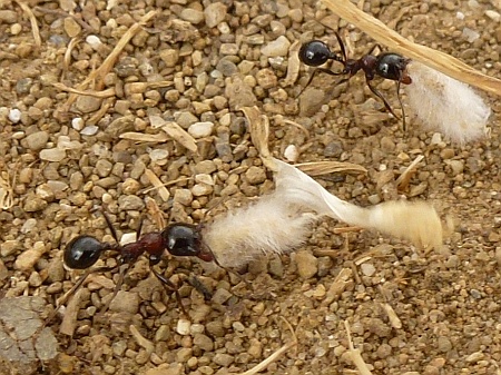 Ameisen in der Nida-Hochebene