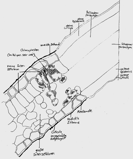 Schemazeichnung, Helleborus niger, 1985