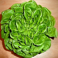 Salatkopf, (c) Andrea Kamphuis Kopfsalat