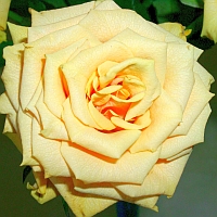 Rose, (c) Andrea Kamphuis Rose