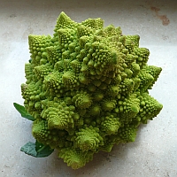 Romanesco, (c) Andrea Kamphuis Romanesco