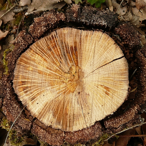 ScienceTexts Auf dem Holzweg Wenn Holzstrahlen zu