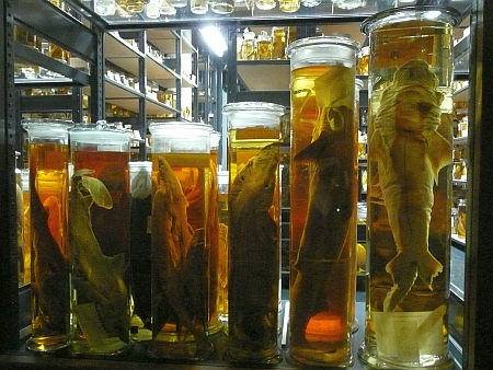 Nasssammlung, Museum für Naturkunde, Berlin